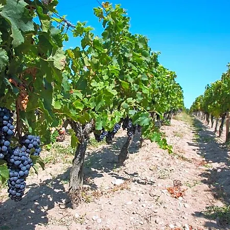 Wine D'hotes Bed & Breakfast